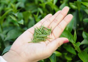 Trà Nõn Tôm Thái nguyên-3