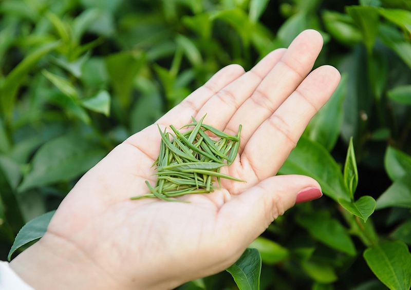 Trà Đinh hay Nõn Tôm ngon hơn?