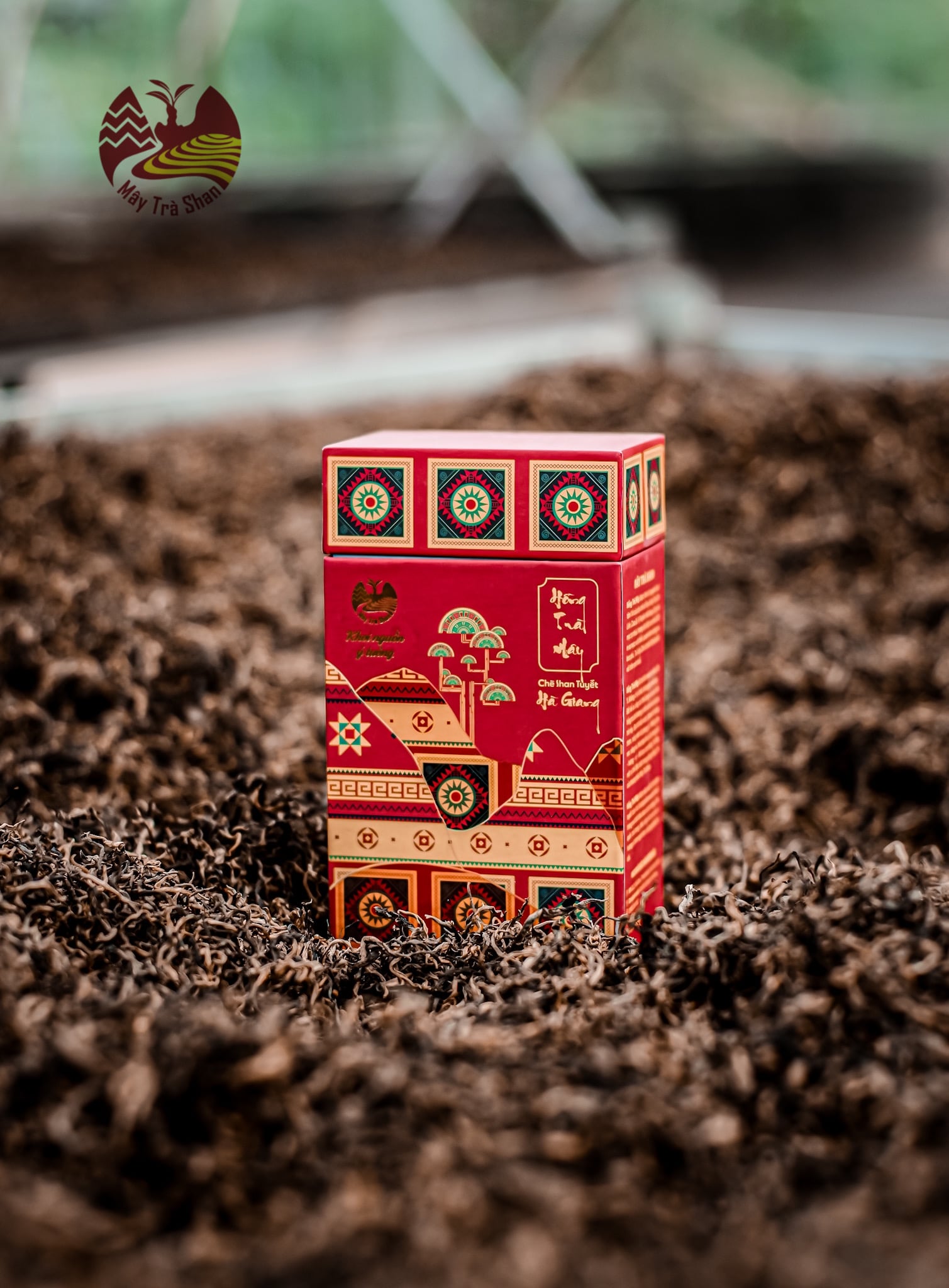 Hồng Trà Mây Hà Giang