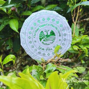 Trà Shan Tuyết cổ thụ Hà Giang - Lam Vân Trà