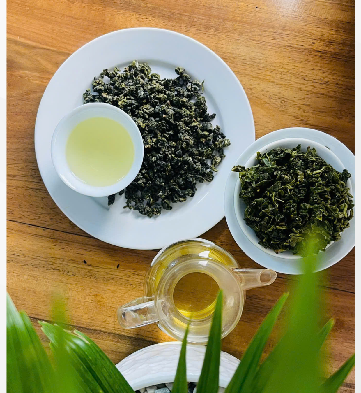 Trà Ô Long Đông Tam Đảo