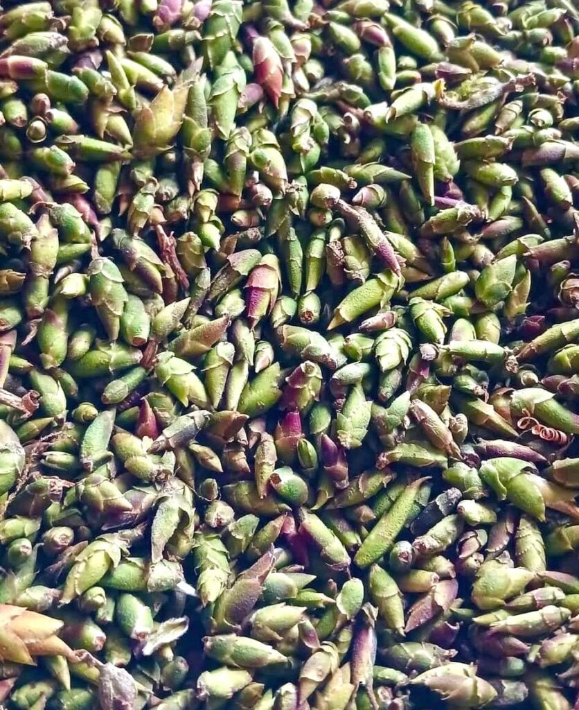 Trà Móng Rồng TÂY CÔN LĨNH