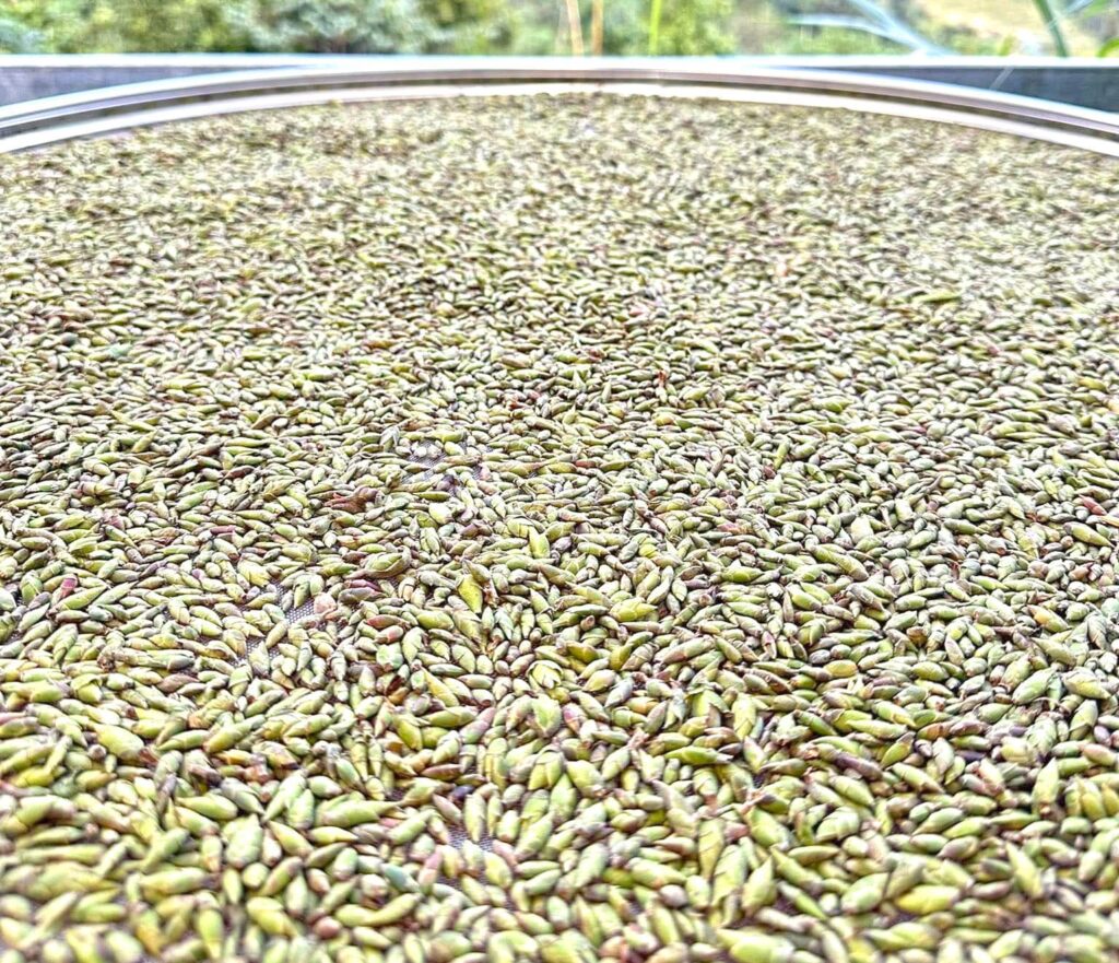 Trà Móng Rồng TÂY CÔN LĨNH