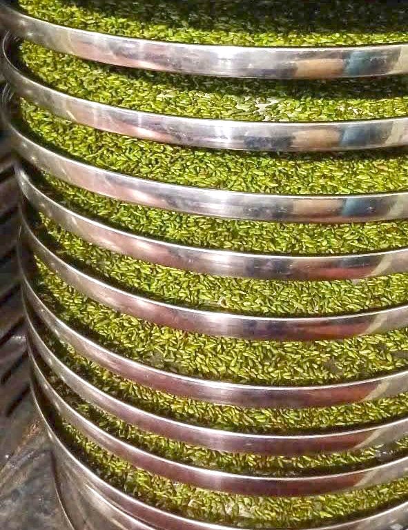 Trà Móng Rồng TÂY CÔN LĨNH