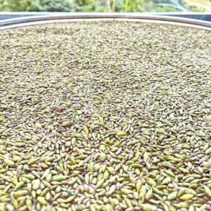 Trà Móng Rồng TÂY CÔN LĨNH