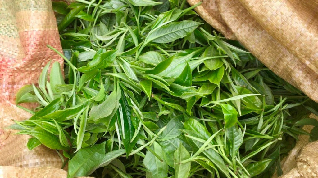 Trà Shan Tuyết Cổ Thụ Hà Giang