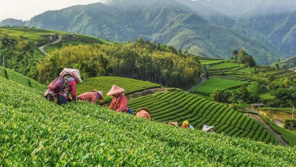 Đồi chè A Lý Sơn mờ sương tạo nên hương vị trà Ô long Đài Loan huyền thoại