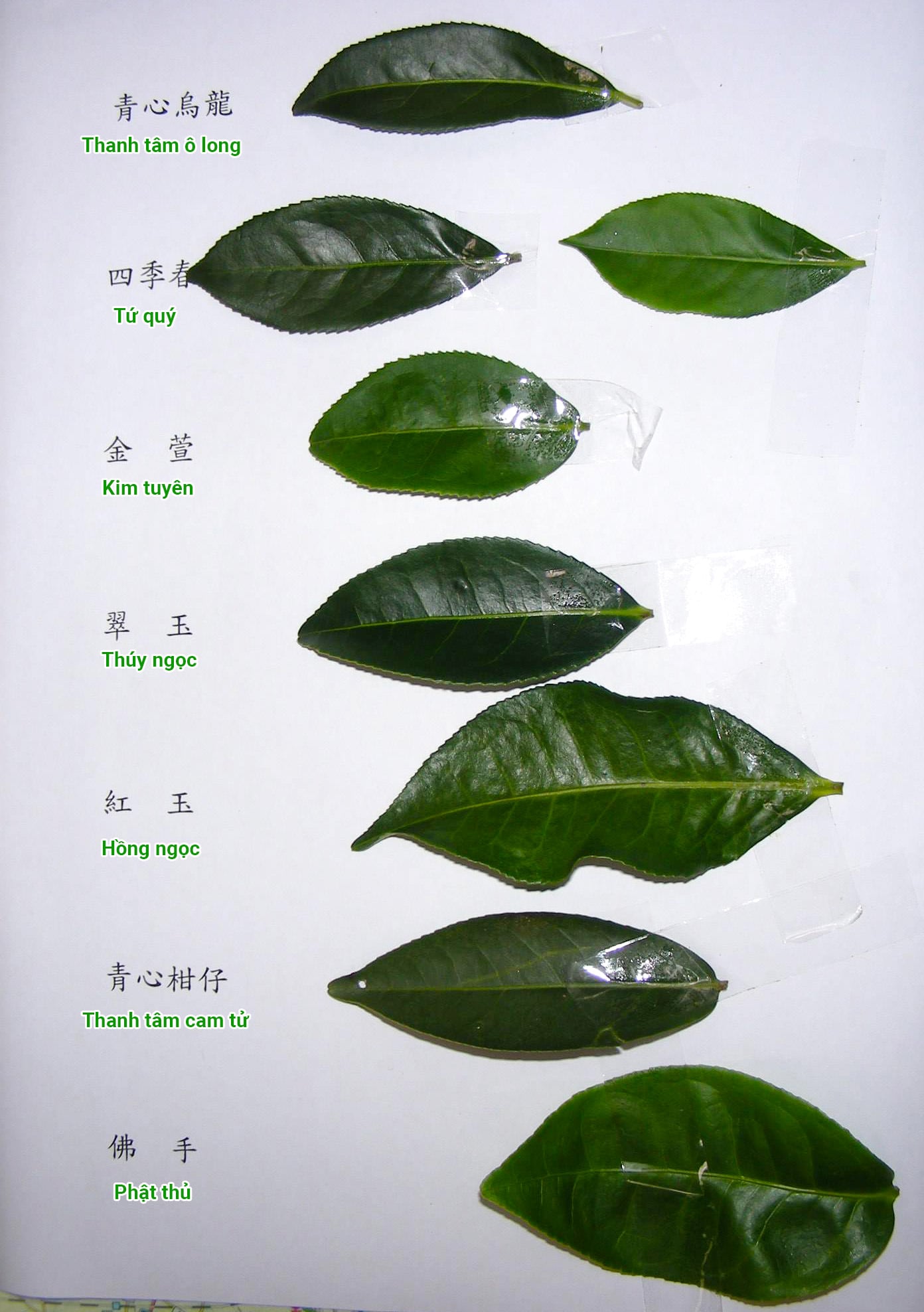 Review 3 dòng trà Ô long Bảo Lộc ngon nhất hiện nay