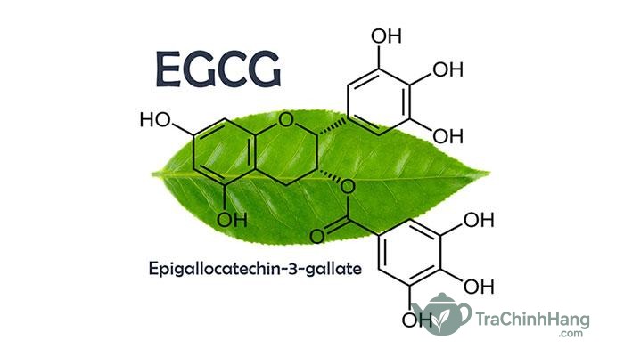 Hoạt chất EGCG là gì