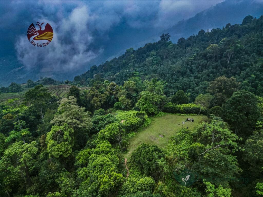 Cây chè Shan Tuyết cổ thụ hàng trăm năm tuổi tại Hà Giang