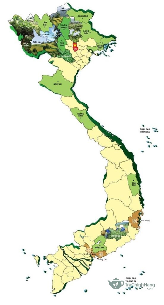Các thương hiệu trà nổi tiếng ở Việt Nam từ Bắc vào Nam
