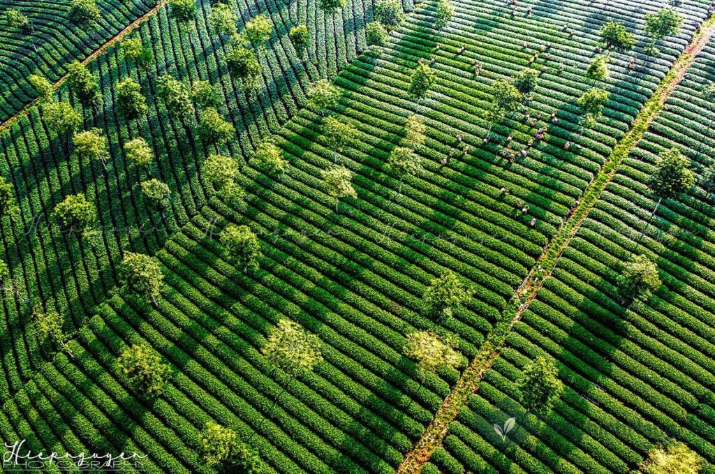 Đồi chè B'lao Bảo Lộc nơi sản xuất hồng trà xuất khẩu