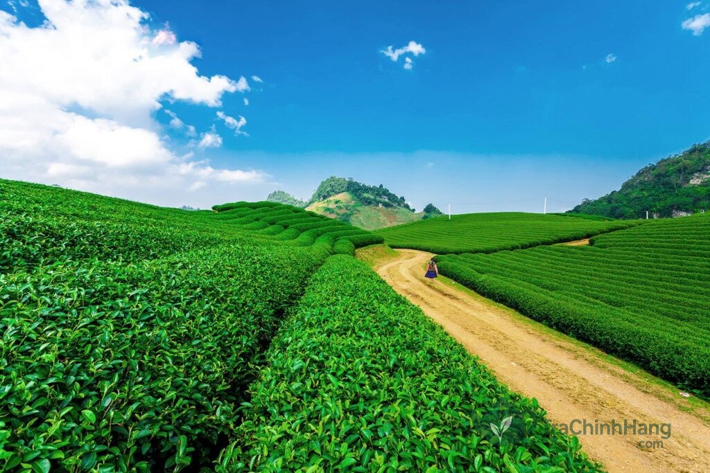 Chè Tân Cương Thái Nguyên ở đâu và khung cảnh đồi chè xanh mướt