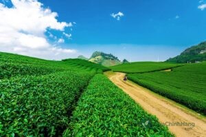 Chè Tân Cương Thái Nguyên ở đâu và khung cảnh đồi chè xanh mướt