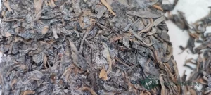 Trà Phổ Nhĩ bị mốc trắng và có mùi hôi lạ