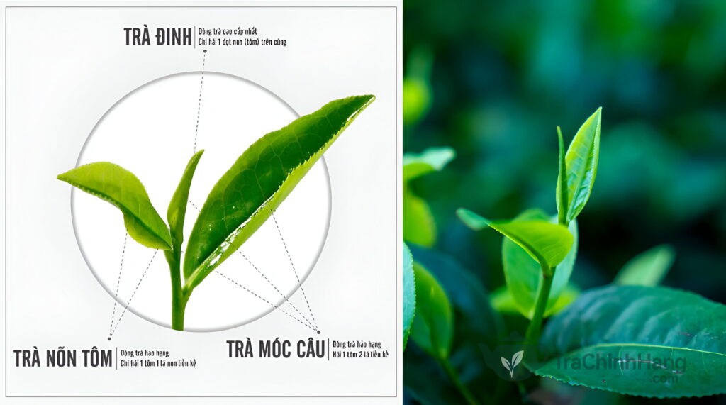 So sánh Trà Móc Câu và Trà Nõn Tôm sự khác biệt về hình dáng cánh trà