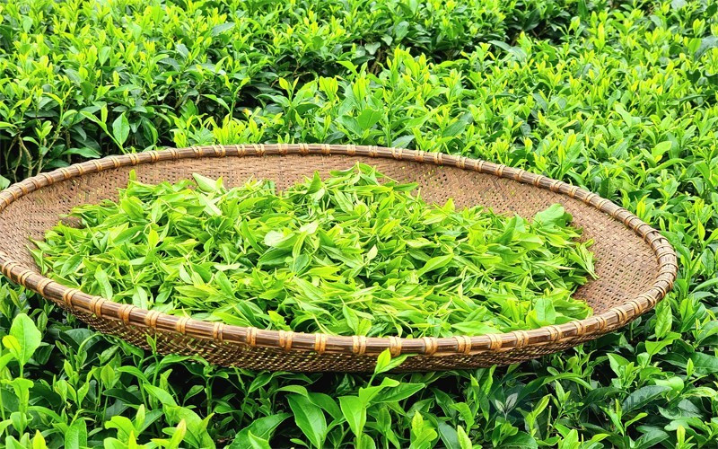 Nương chè La Bằng xanh ngát nguyên liệu làm Đinh Tâm Trà