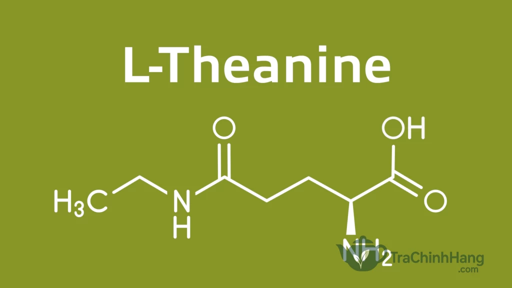 Hoạt chất Theanine tạo nên vị ngọt hậu sâu lắng cho trà Tân Cương