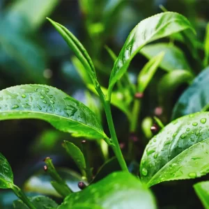 Thành phần trong lá trà tạo nên hương vị chát ngọt đặc trưng