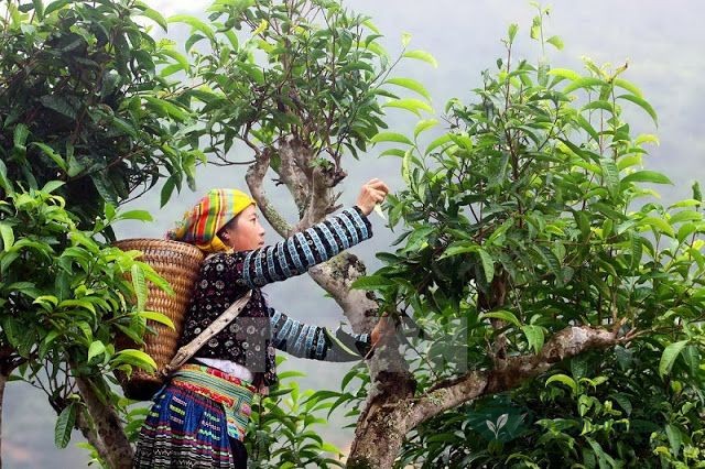Cây chè cổ thụ thu hoạch trà shan tuyết tây côn lĩnh thượng hạng