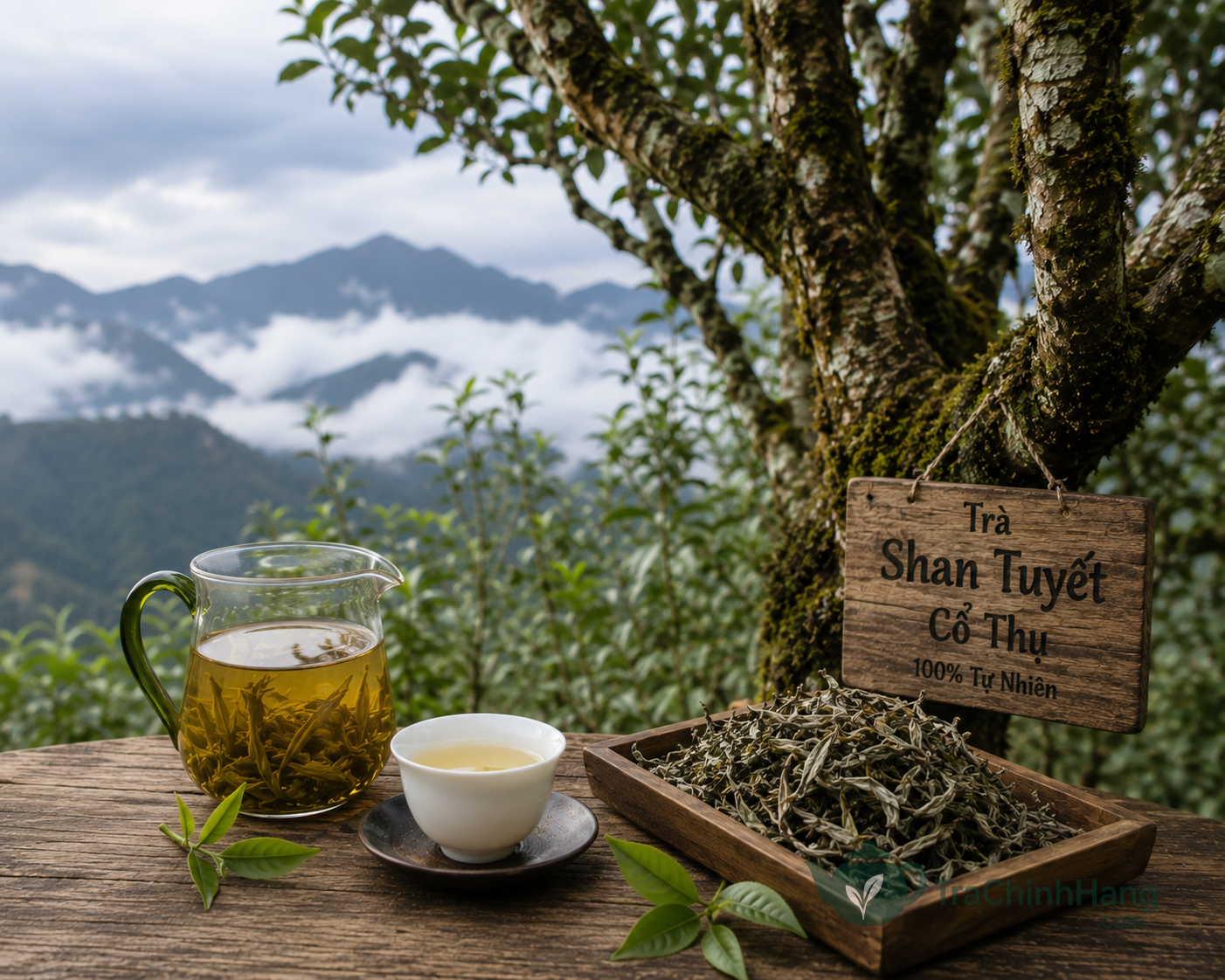 Nước trà shan tuyết tây côn lĩnh màu vàng óng như ánh nắng sớm